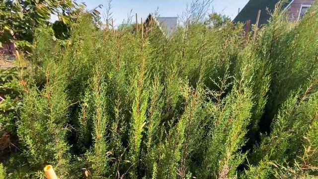 КУПИЛ КИПАРИСЫ ДЛЯ ПОСАДКИ В ГЕЛЕНДЖИКЕ ВЗАМЕН ТЕХ КОТОРЫЕ УГРОБИЛИ КОММУНАЛЬЩИКИ смотреть онлайн