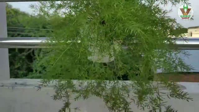 Beauty Of Asparagus Plant ।। शतावरी का पौधा ।। Shatawari in Hanging Pot смотреть онлайн