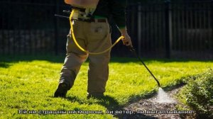 Газонная трава, которая уничтожает сорняки — лучшие виды