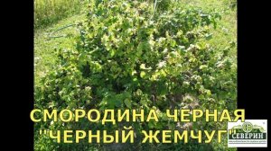 Покупаем лучшие крупноплодные сорта чёрной смородины