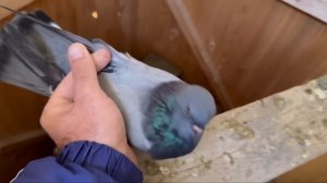 Как я лечу  ОРНИТОЗ! #göyərçin #pigeons #tauben #голуби #бакинскиеголуби