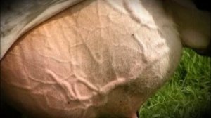 Почему горчит молоко у коровы именно зимой