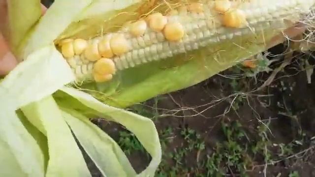 Лук для зелини , а кукурузу и подсолнухи можно уже собирать. смотреть онлайн