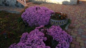 Астра Новобельгийская на клумбе 3 год.