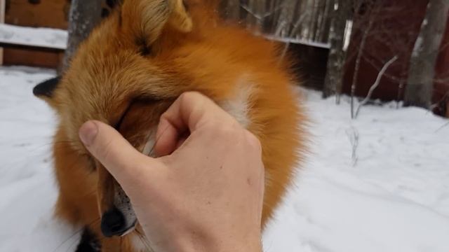 Алиса - лиса после обеда в хорошем настроении смотреть онлайн