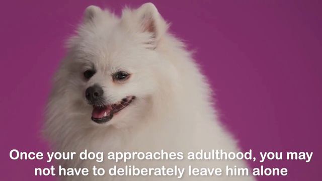 Can Pomeranians Be Left Home Alone? 😱 If Yes, For How Long? смотреть онлайн