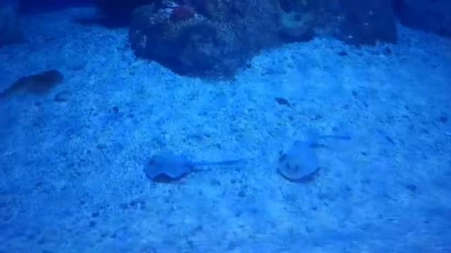 Гранд Акваріум Хургада. Hurghada Grand Aquarium. Гранд Аквариум Хургада. смотреть онлайн
