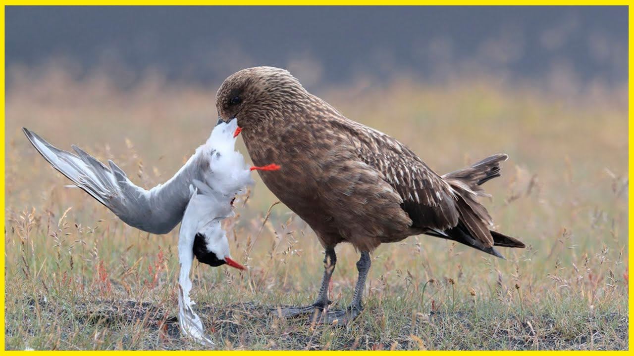 Ужасные Птицы Которые Едят Других Птиц! смотреть онлайн