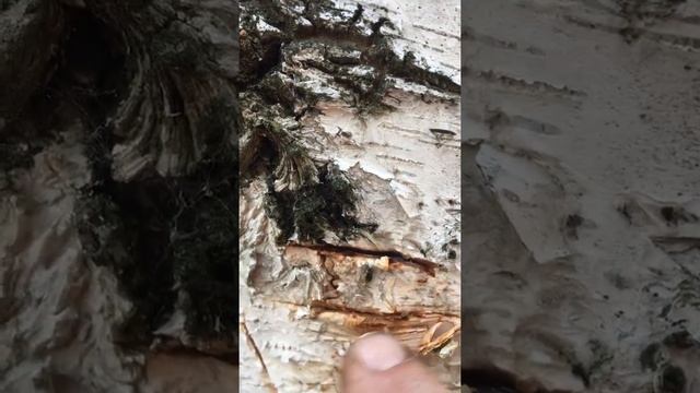 Грибные рецепты в деталях