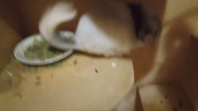 У меня есть питомец смотреть онлайн