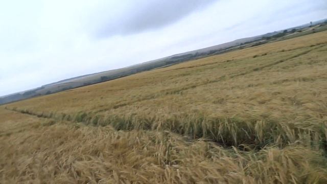 Ячмень яровой, сорт Калькюль (18.07.18) смотреть онлайн