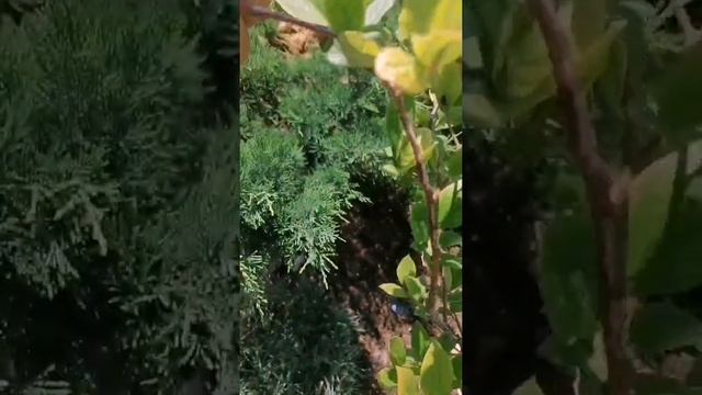 Собираем урожай голубики, сорт Элизабет. смотреть онлайн