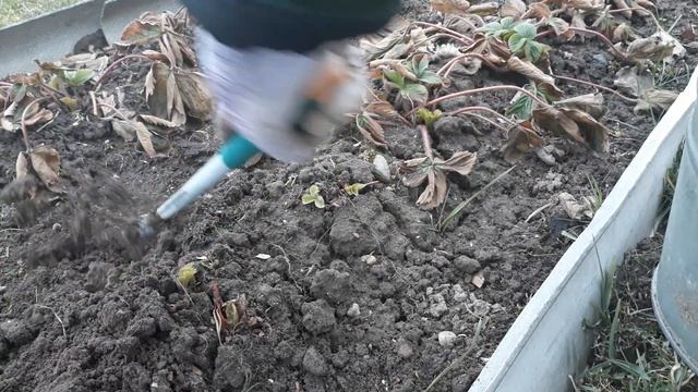 Первая обработка клубники ранней весной. смотреть онлайн