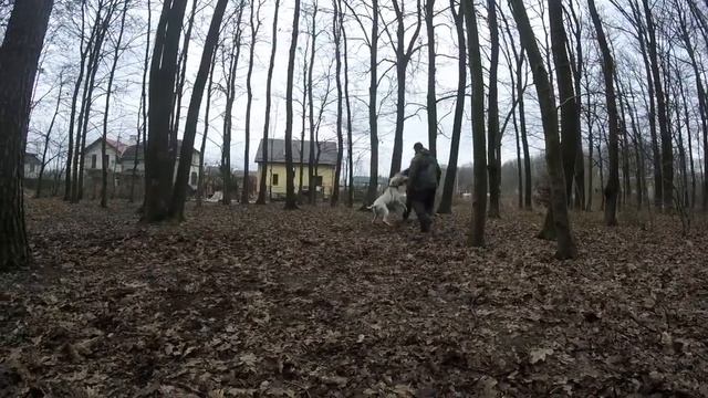 Дрессировка собак Аргентинский дог смотреть онлайн