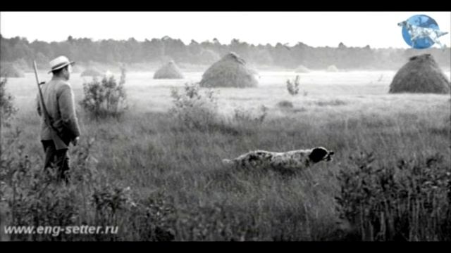 Английский сеттер (eng-setter)