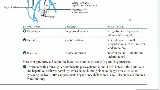 Up To Date - GIT anatomy (part 5) [portal venous system] смотреть онлайн