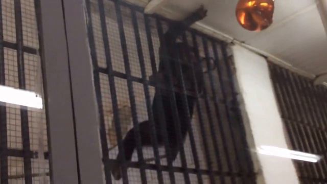 Обезьяны в зоопарке смотреть онлайн