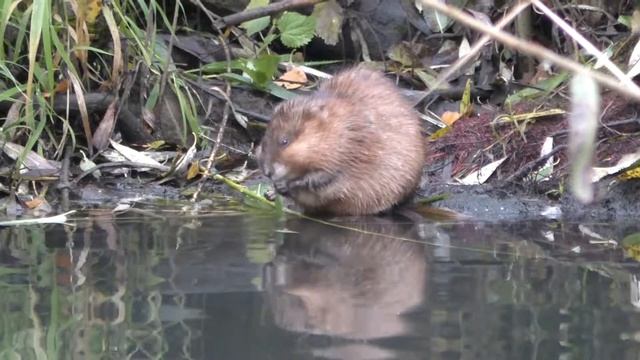Природа в Центре Внимания
