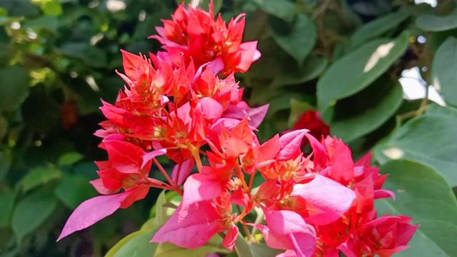 Bougainvillea flowers || @naturephotography #naturephotography смотреть онлайн