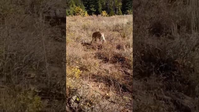 Stalked by a Mountain Lion! (Saved By A Gun) смотреть онлайн