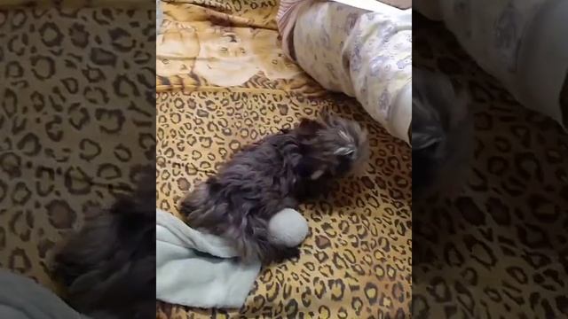 Цветной йоркширский терьер микро❤️ смотреть онлайн