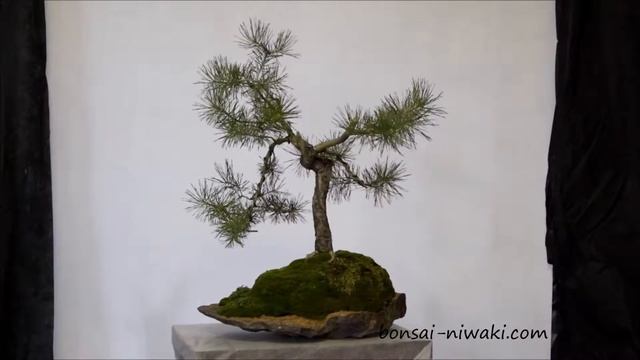 Sosna pospolita .2 (Pinus sylvestris / Scots Pine) смотреть онлайн