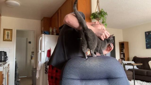How to Remove Fleas from Your Cat Without Bathing or Chemicals смотреть онлайн