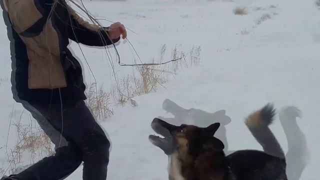 Гуляю со Своей Собакой,Хаски с Овчаркой,на съемке чуть не по кусал:) смотреть онлайн