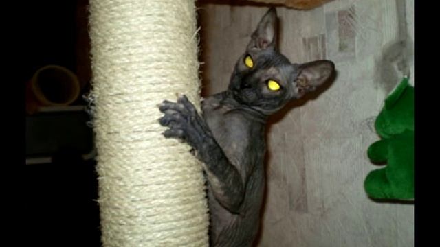 Кошка сфинкс часть№2 Описание породы смотреть онлайн