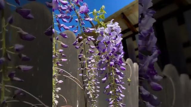 Первое цветение глицинии смотреть онлайн