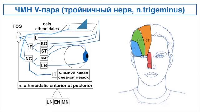 Тройничный нерв. Nervus Trigeminus