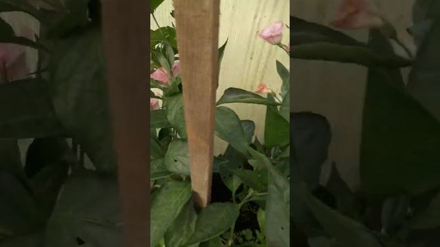 Эустомы из своих семян смотреть онлайн