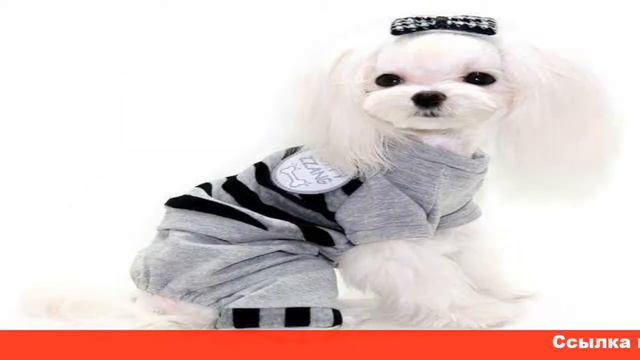 алиэкспресс купить одежду для собак смотреть онлайн