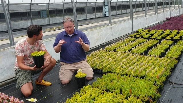 Sedum Sunsparkler Angelinas Teacup