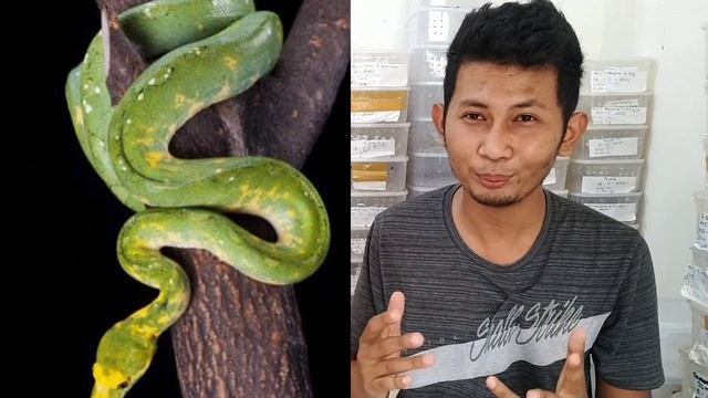 Mengenal sanca hijau dari tanah Papua | Green Tree Python смотреть онлайн