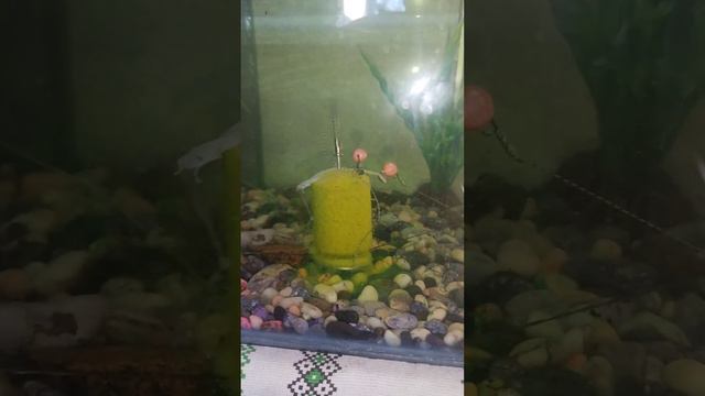 Донная снасть на Толстолоба. Полное видео. смотреть онлайн