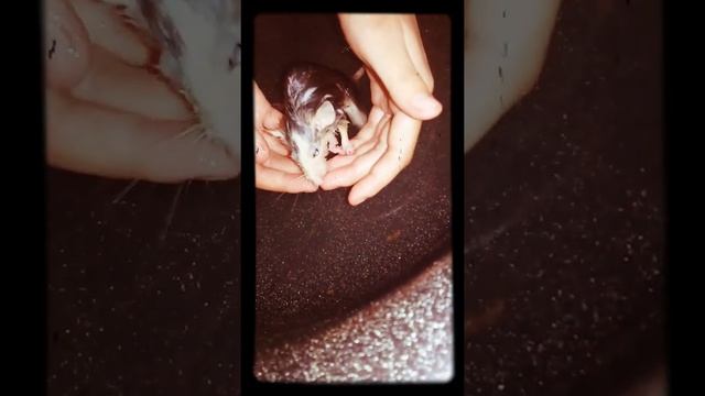 Как мыть крысу? А вот так? смотреть онлайн