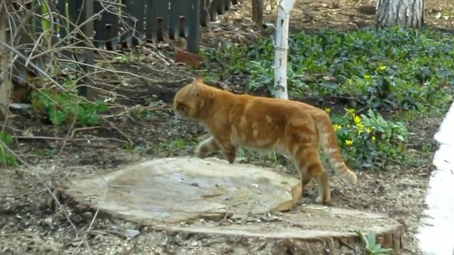 Весенний кот! The Spring Cat. смотреть онлайн