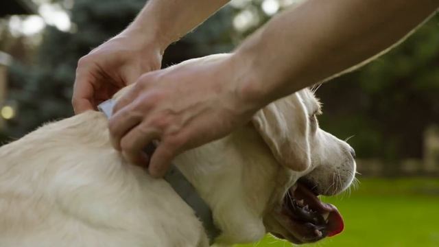 Инсектоакарицидный ошейник Protecto длительного действия смотреть онлайн