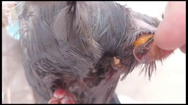 Спасаем голубя на пруду от ниток и крючка. Записки ветврача орнитолога. Подольск Кутузово Пруд 07.07 смотреть онлайн