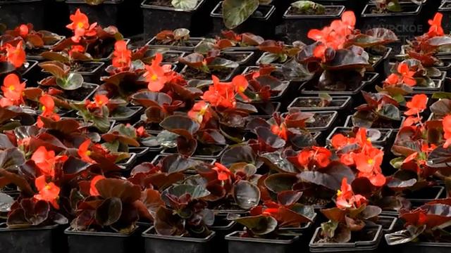 Цветочное царство смотреть онлайн