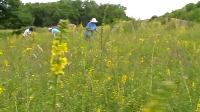 РЕПЕШОК - сбор репешка июнь Agrimony ( желчегонное, отхаркивающее, лечение печени, почек ) смотреть онлайн