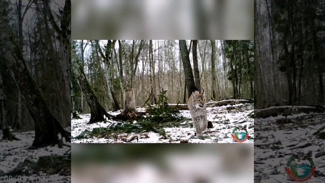 Европейская рысь позирует на фотоловушку смотреть онлайн