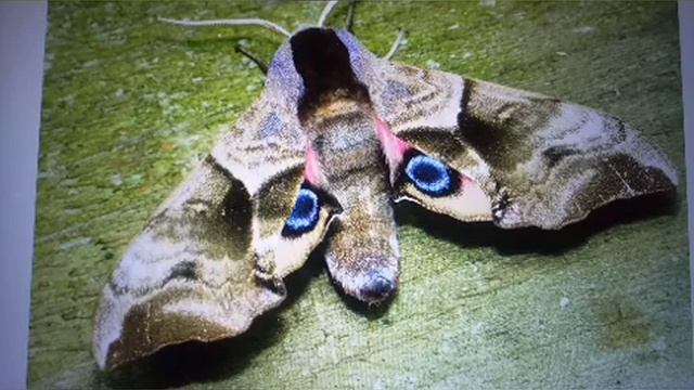 «Есть ли глаза на крыльях мотыльков и бабочек?» — урок для любопытных ребят смотреть онлайн