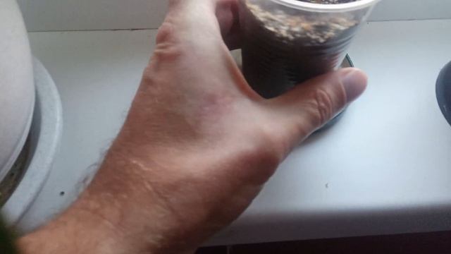 Выращивание адениум из семян с алиэкспресс ,что получается. смотреть онлайн