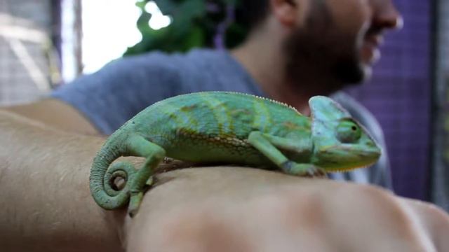хамелеон Chameleon 變色龍 Kərtənkələ ящерица 2018 Chamäleon