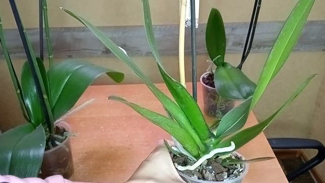 Уценки, отцветашки, три красотки, обзор.12.04.0.2023 смотреть онлайн