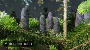 Пихты - видовое разнообразие.
