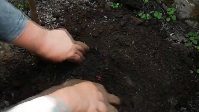 ВЫРАЩИВАЕМ СЕМЕНА МОРКОВИ И СВЁКЛЫ. смотреть онлайн