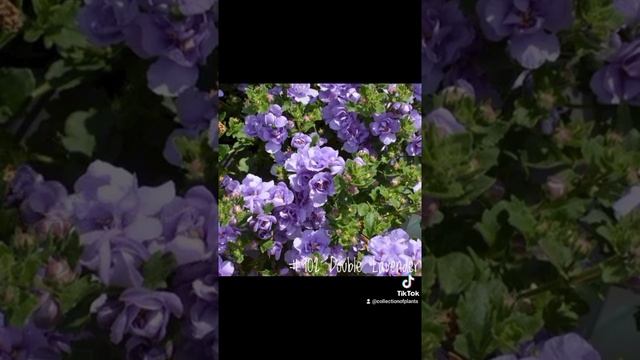 Бакопа Вегетативная Ампельная в ассортименте. смотреть онлайн